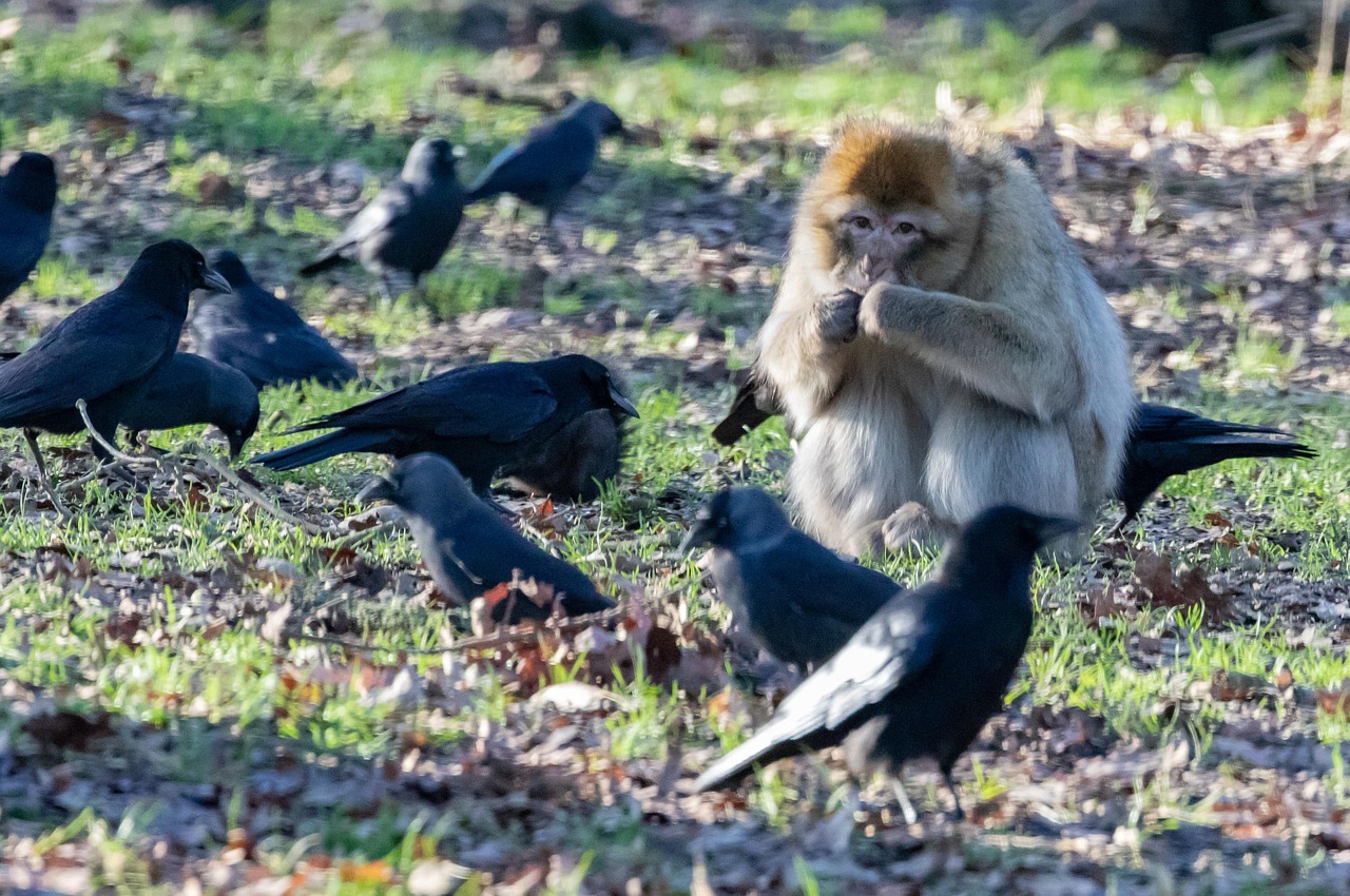 Barbary Macaque - free online jigsaw puzzle photo