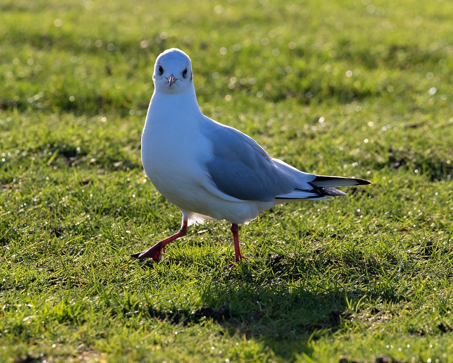 Gull Black Headed White Free photo on Pixabay
