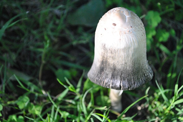 Free Mushroom Nature photo and picture