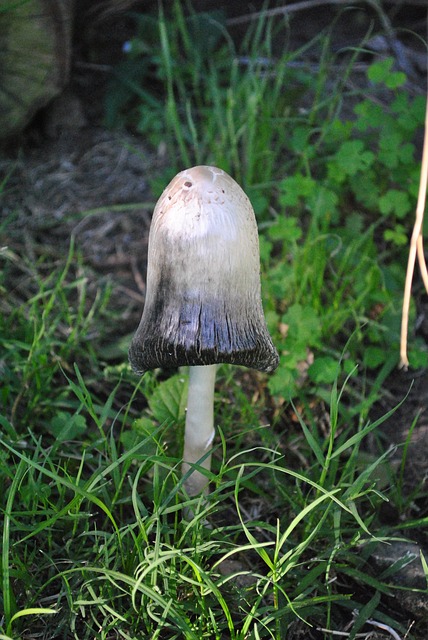Free Mushroom Nature photo and picture
