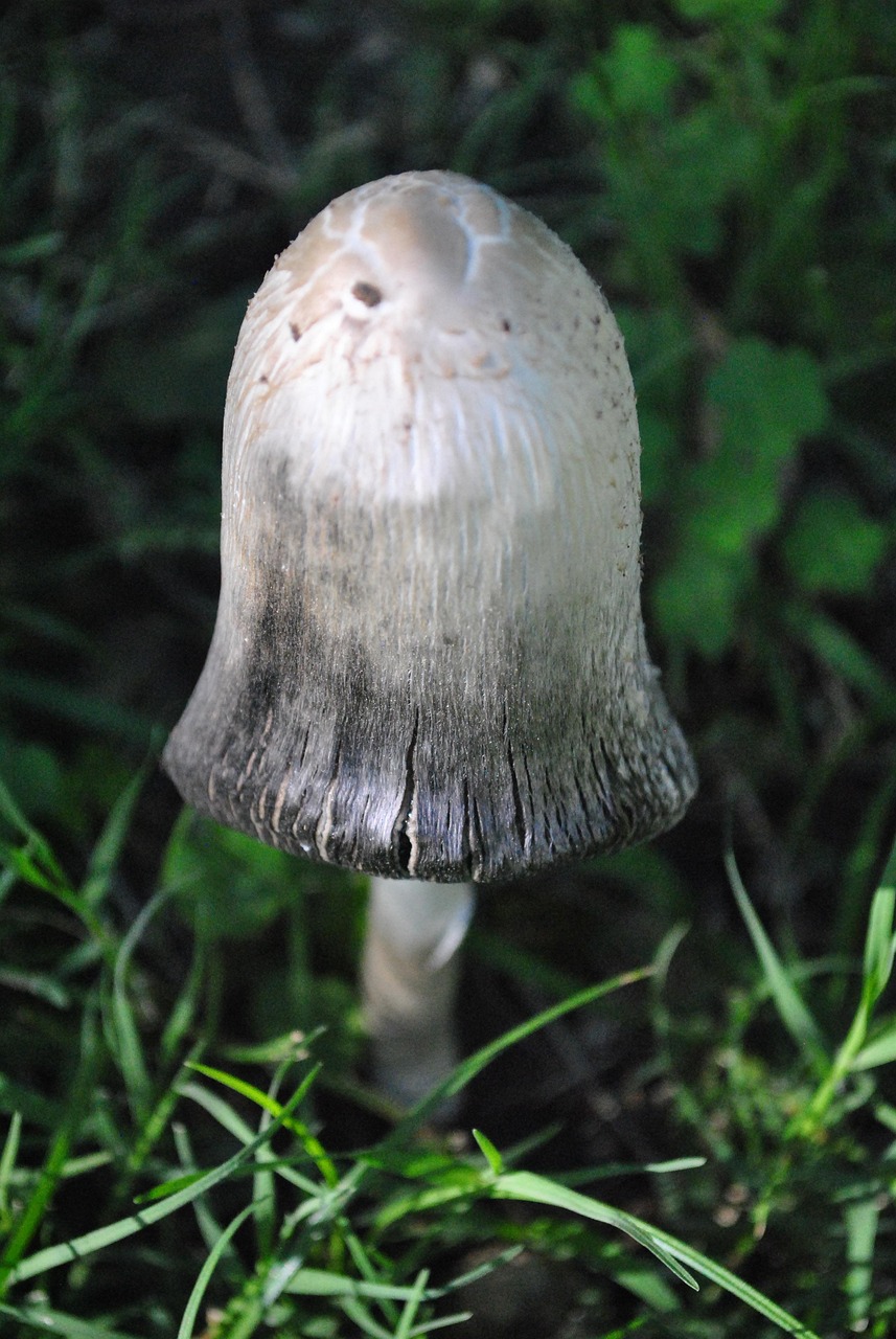 Free Mushroom Nature photo and picture