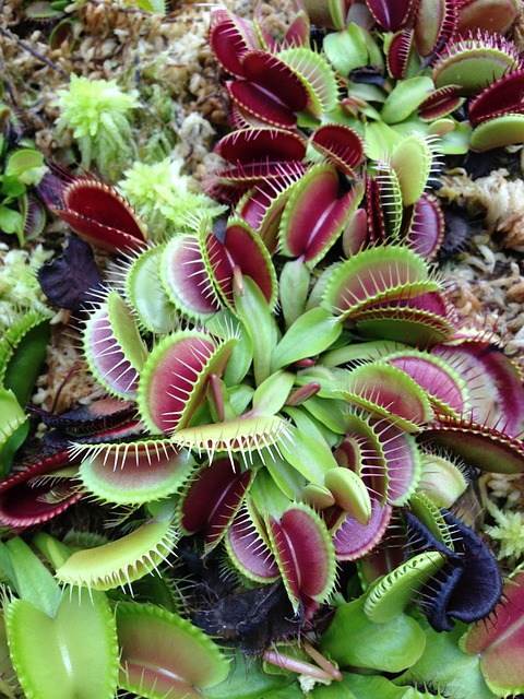 Moesten Halen Om Het Gras, Dionaea