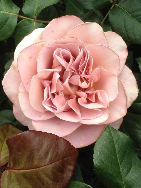 Rose, Cafe Mocha, Bloemen