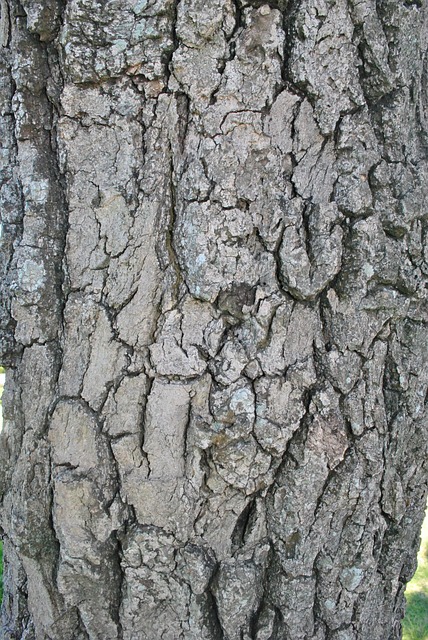 Free Cortex Tree photo and picture