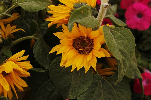 Free Sunflower Flower photo and picture