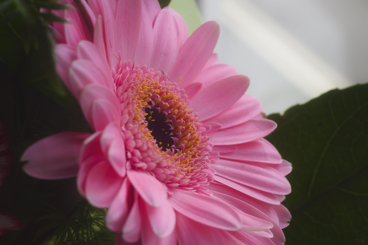 花 花卉 非洲菊 - Pixabay上的免费照片 - Pixabay