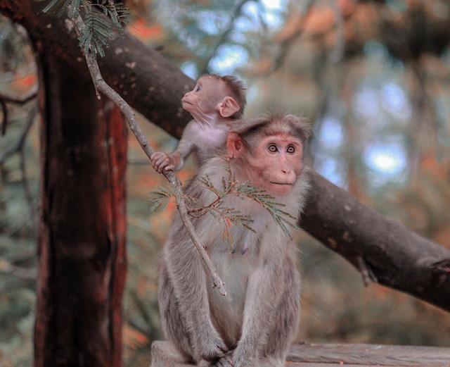 Free Monkey Looks photo and picture