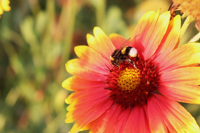 Abeja, Flor, Polen