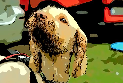 Hund, Parkere, Ca, Kæledyr, Hunde, Dyr