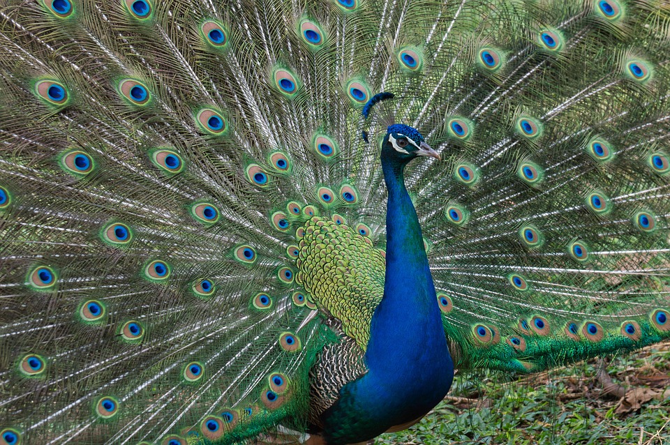 650 Gambar Burung Merak Hd Terbaru