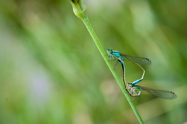 Animals, Libelle, Nature, Wing, Grün