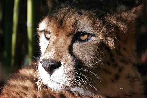 Gepard, Dyr Portræt, Stor Kat, Rovdyr