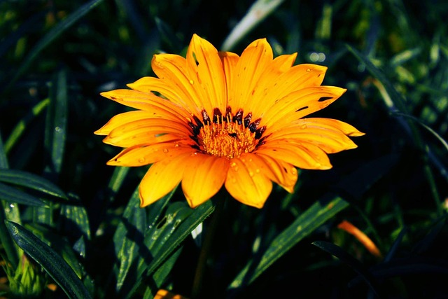 Blume, Gelb, Grün, Sonnenblume, Natur