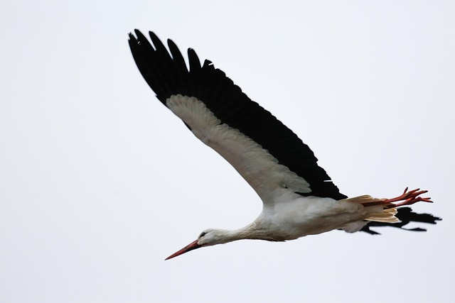 Stork Bird Beak Rattle Free photo on Pixabay Pixabay