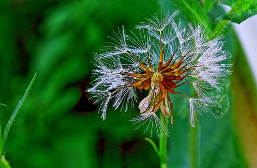 Free Dandelion Flower photo and picture