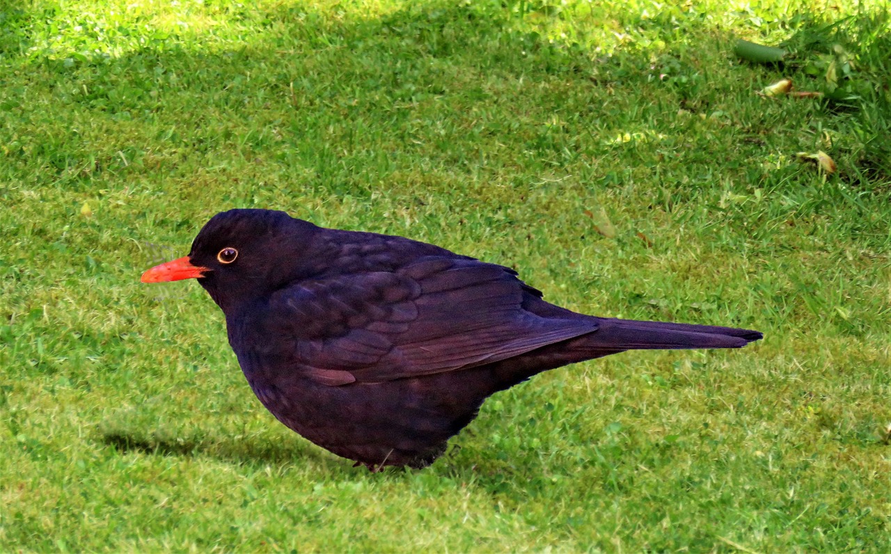 Merle's Oiseau Merle Chanteur - Photo gratuite sur Pixabay - Pixabay