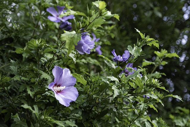 Free Plant Nature photo and picture