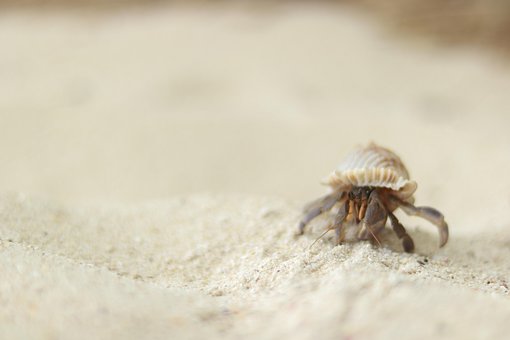 Free Crab Animal photo and picture