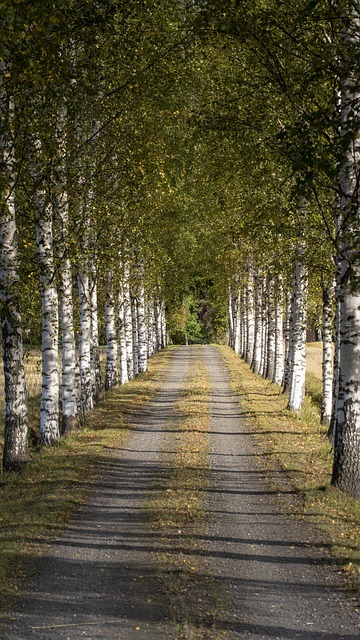 Straße, Sommer, Wald, Natur, Landschaft