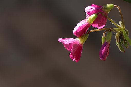 Lyserød, Blomst, Natur, Have