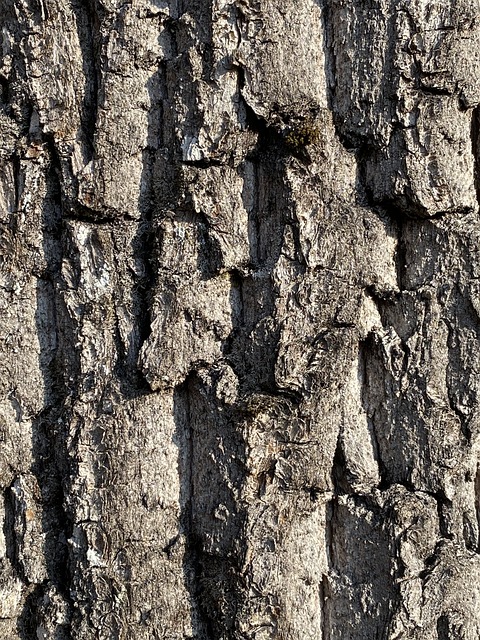 Tree, Wood, Baum, Rinde