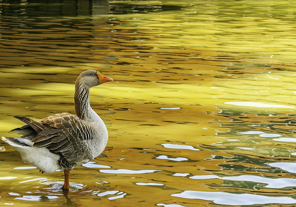 Goose Geese Duck - Free photo on Pixabay