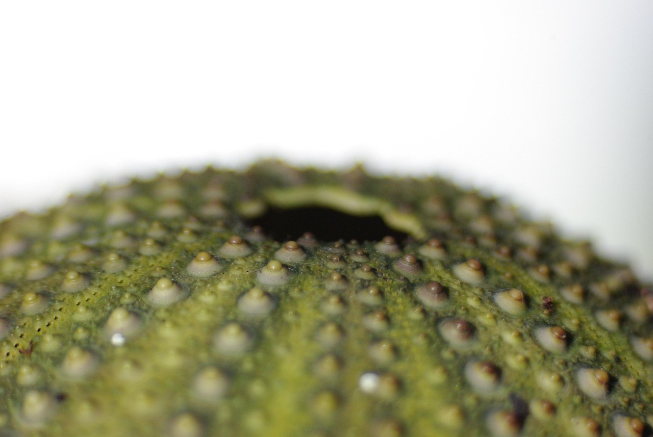 Sea Urchins - free online jigsaw puzzle photo