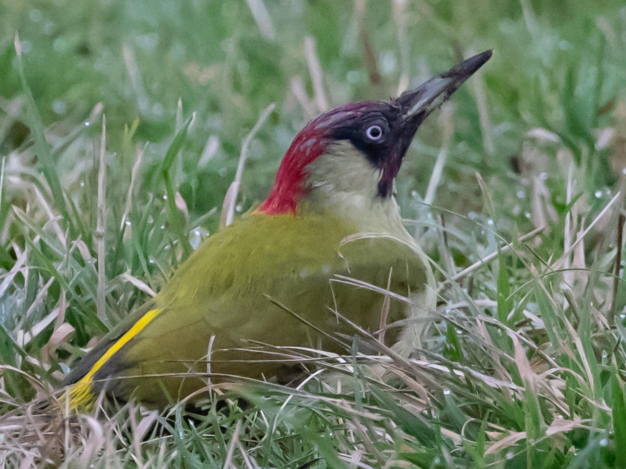 Green Woodpecker - free online jigsaw puzzle photo
