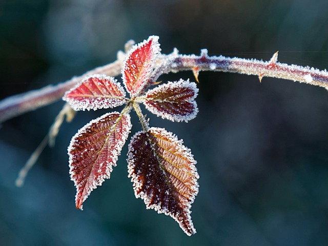 Free Frost Winter photo and picture