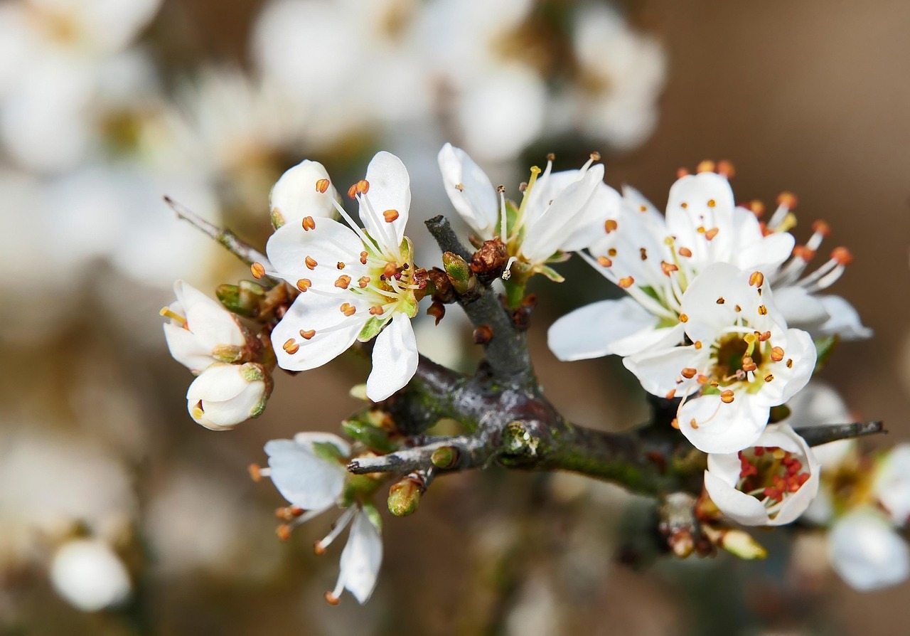 春天 开花 分支 - Pixabay上的免费照片 - Pixabay