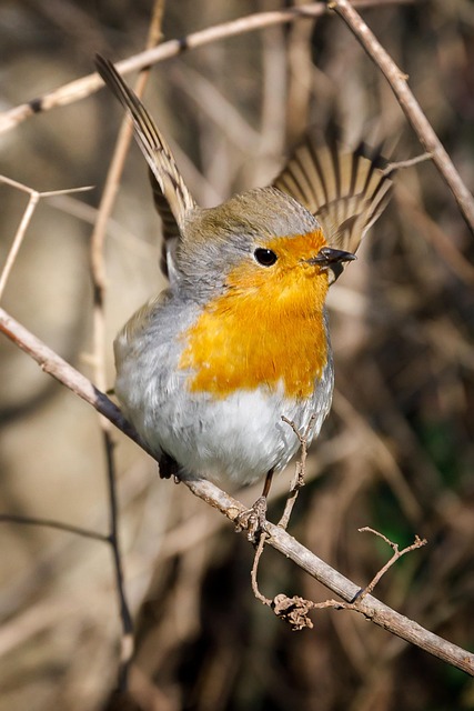 Udendørs, Natur, Dyr, Robin, Dyreliv