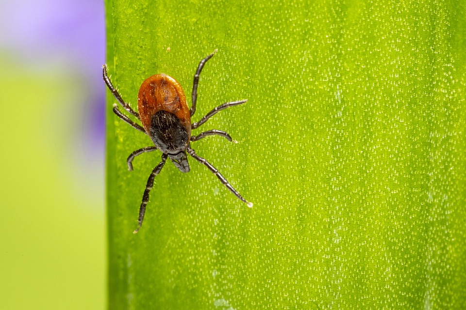 Ricinus Teek, Insect, Spider, Natuur, Dierlijke