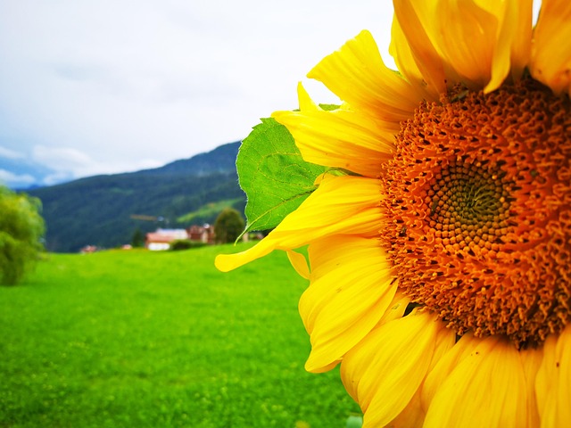 Solsikke, Blomst, Forår, Gul, Sommer