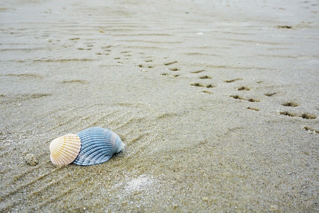 Strand, Sand, Natur, Spor I Sandet, Skal