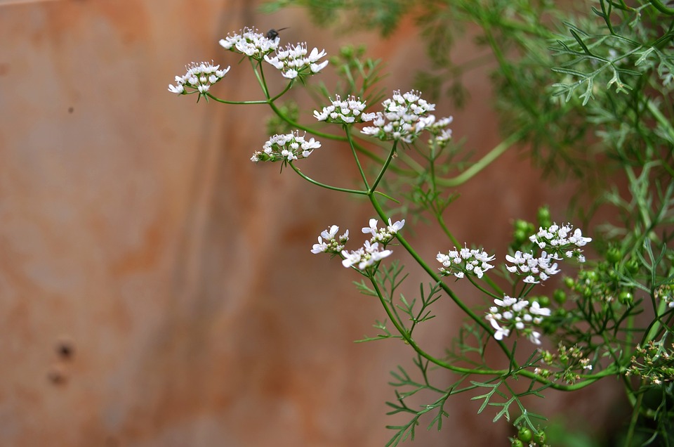 Cilantro Flower