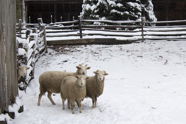 Schaap, Winter, Sneeuw, Dieren, Staren