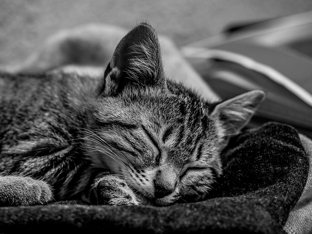 Free Cat Cute photo and picture