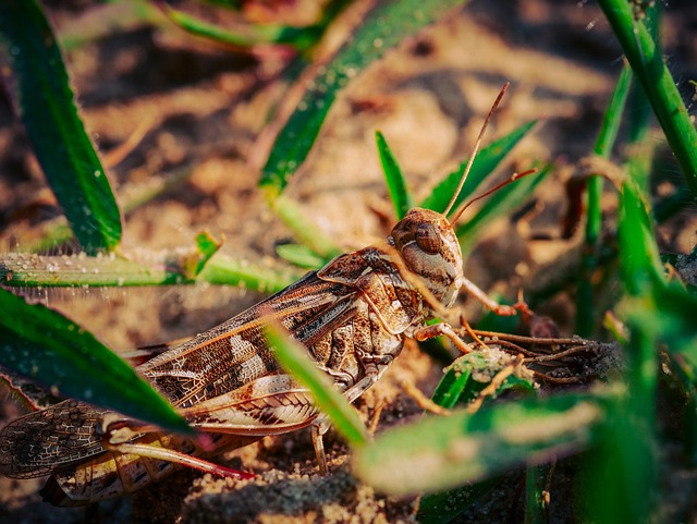 Free Desert Locust Grasshopper photo and picture