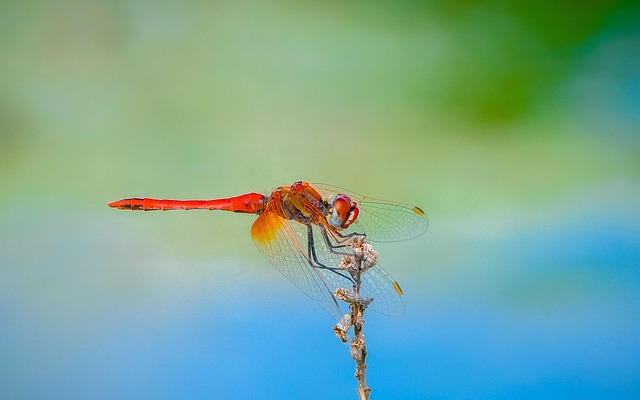 Free Dragonfly Lake photo and picture