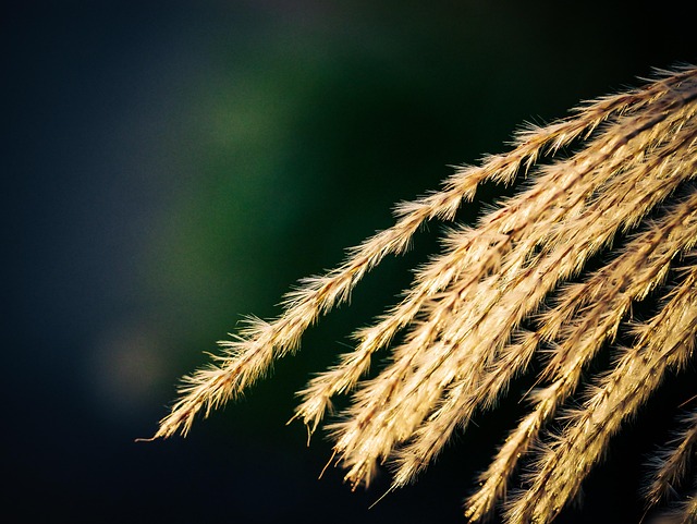 Free Sheets Plants photo and picture