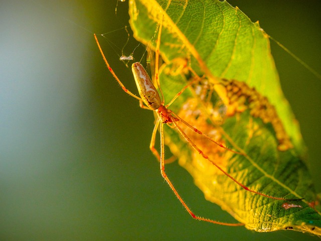 Free Spider Insect photo and picture