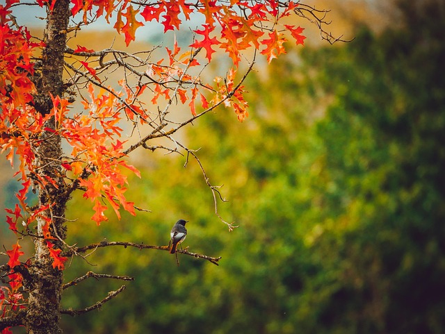 Free Bird Tree photo and picture