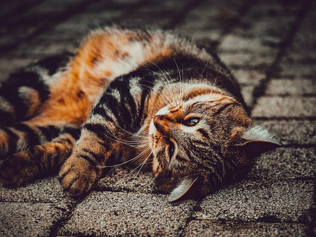 Free Cat Street photo and picture