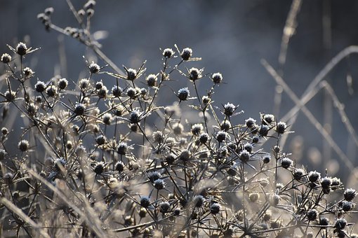 Free Nature Winter photo and picture