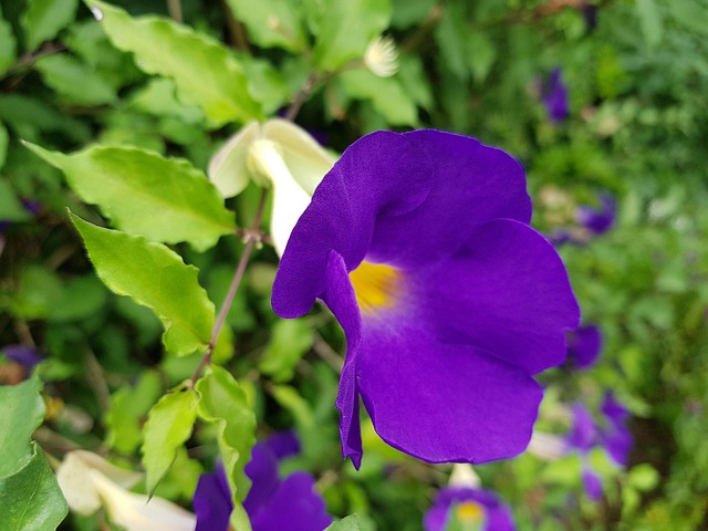 Free Flower Purple photo and picture