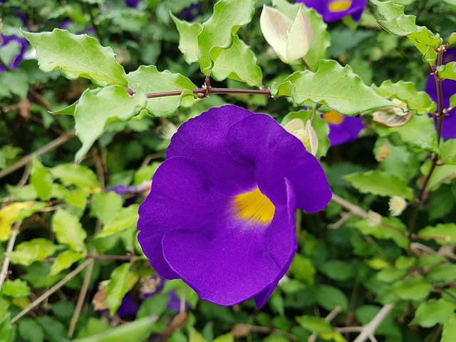 Free Flower Purple photo and picture