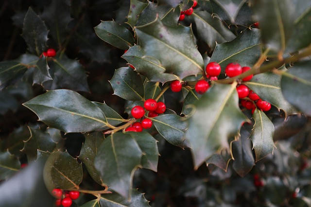 Download free HD stock image of Holly Red Fruits Free Holly Red Fruits photo and picture