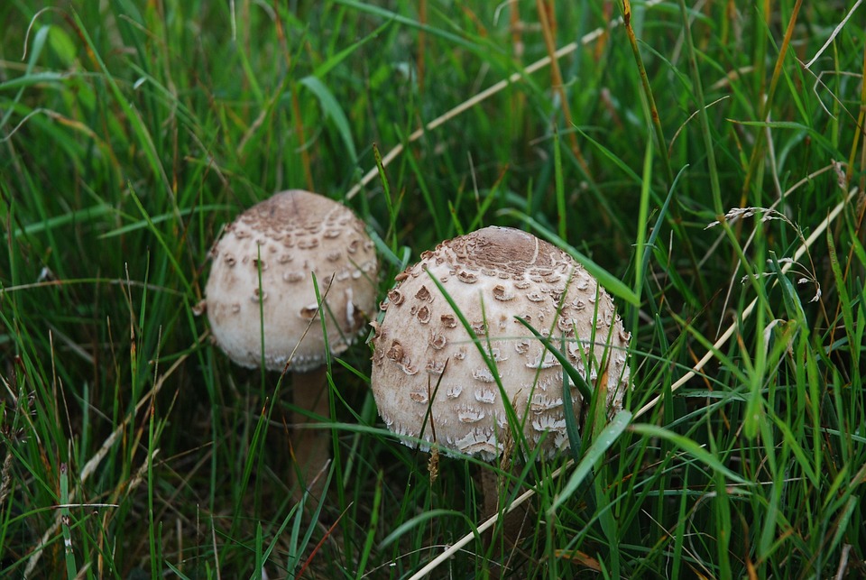 mushrooms-4789896_960_720.jpg