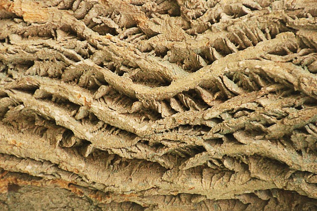 Free Texture Bark photo and picture