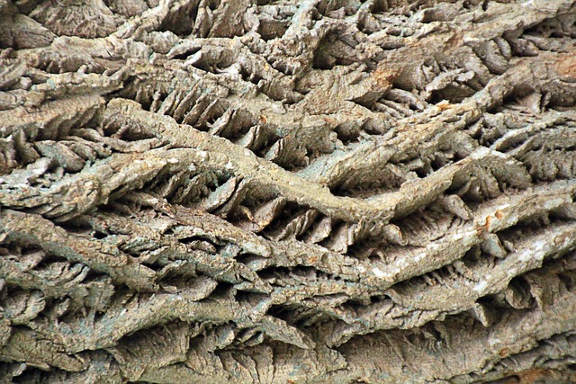 Free Texture Tree Bark photo and picture